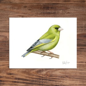 Greenfinch - Original Coloured Pencil Drawing - 6 x 8 inches
