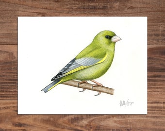 Greenfinch - Original Coloured Pencil Drawing - 6 x 8 inches