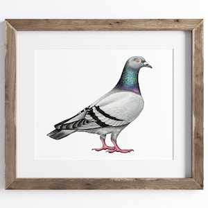 Pigeon Print - Bird Print - Wildlife Art Print - UNFRAMED