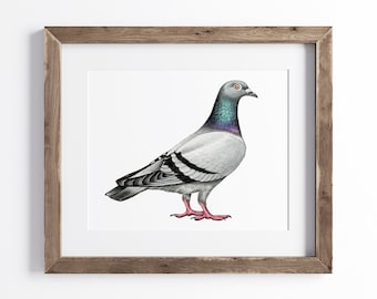 Pigeon Print - Bird Print - Wildlife Art Print - UNFRAMED