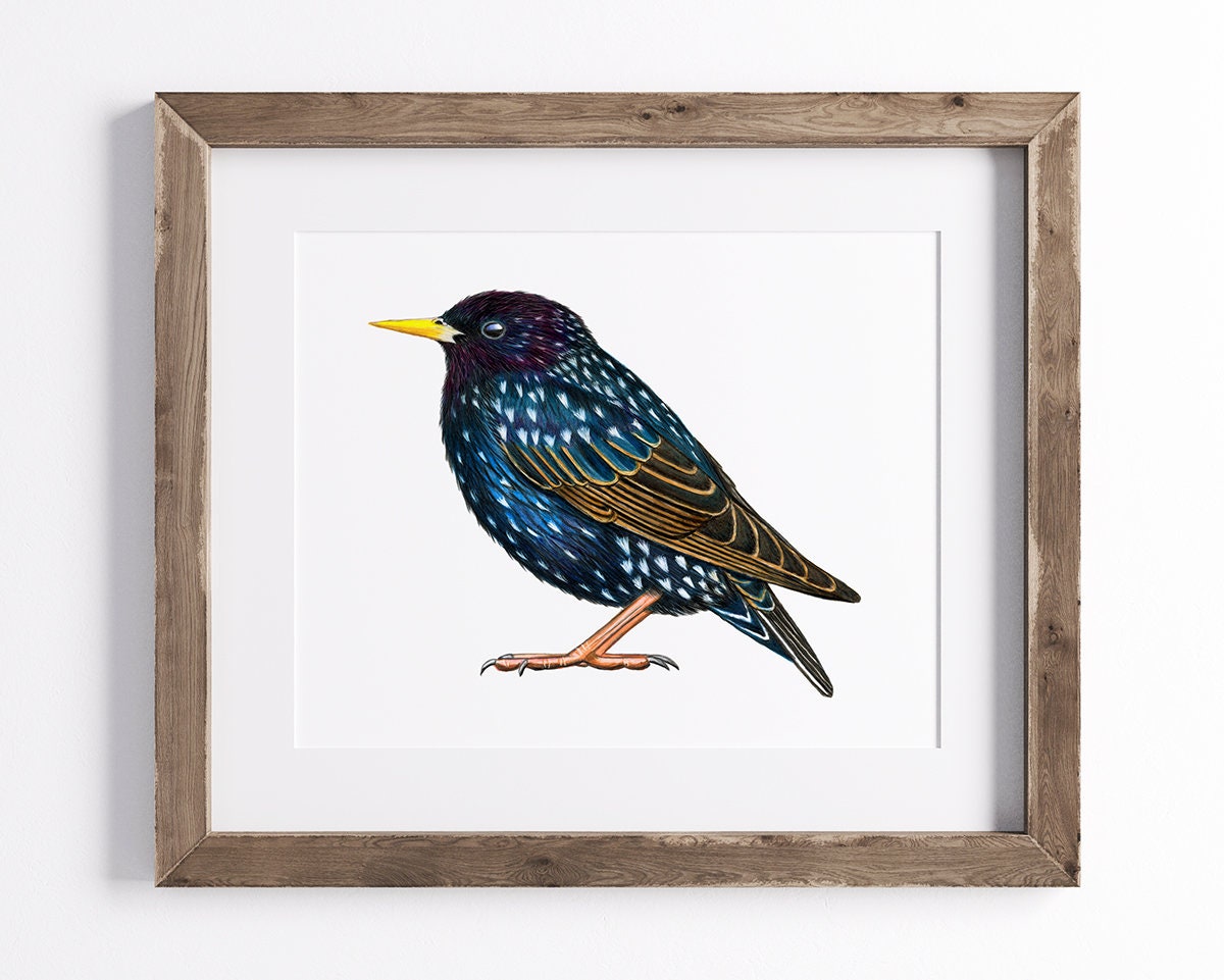 Starling Print - Bird Print - Wildlife Art Print - UNFRAMED