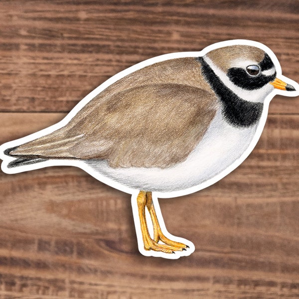 Ringed Plover Sticker - Glossy Vinyl Bird Sticker