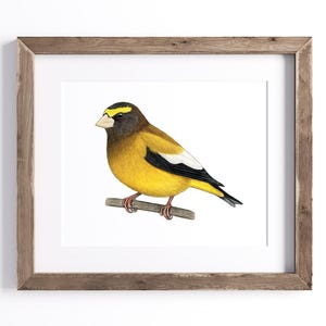 Evening Grosbeak Print - Bird Print - Wildlife Art Print - UNFRAMED