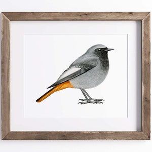 以下が含まれることがあります： 鳥の詳細なイラストが描かれた額入りのプリント。鳥はグレーと黒の羽と明るいオレンジ色の尾を持っています。アートワークは白い背景に配置され、素朴な木製フレームに額装されています。