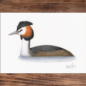 Grèbe huppé - dessin original - A5
