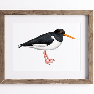 Oystercatcher Print - Bird Print - UNFRAMED
