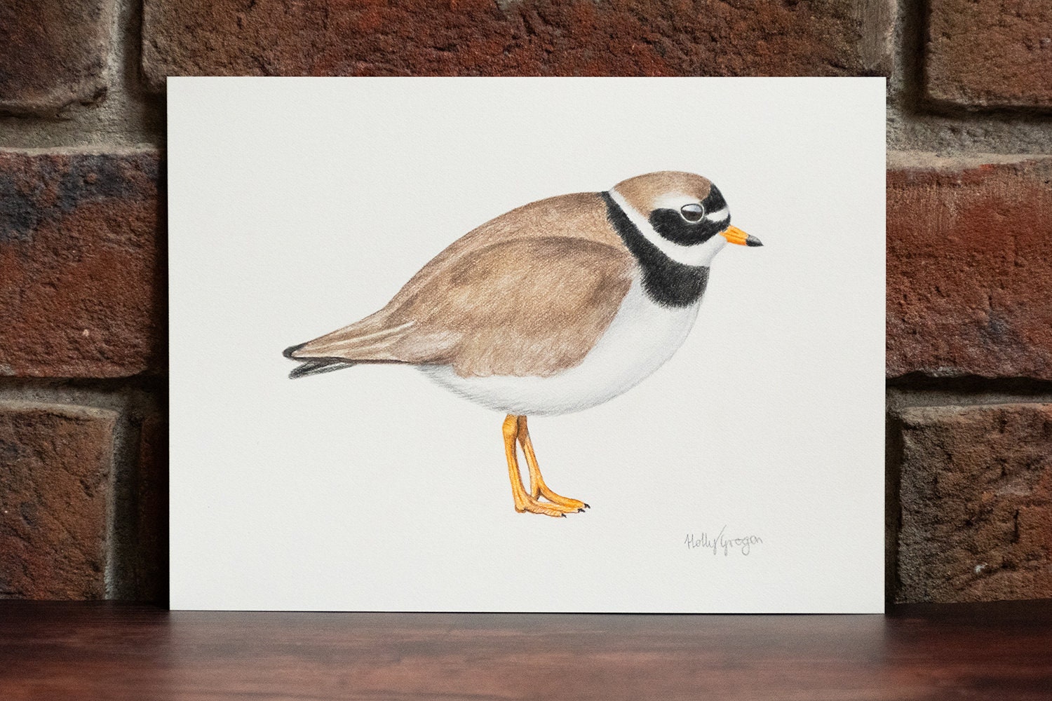 Ringed Plover - Original Coloured Pencil Drawing - 6 X 8 Inches - Etsy UK