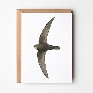 Carte de voeux Martinet - Oiseau - A6