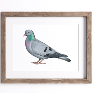 Hohltaube - Vogel Druck - Wildtier Kunstdruck - UNGERAHMT