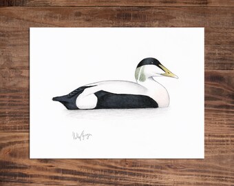 Eider - dessin original au crayon de couleur - 6 x 20 cm