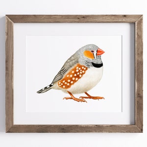Zebra Finch Print - Bird Print - Wildlife Art Print - UNFRAMED