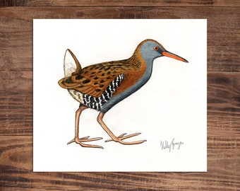 Water Rail - Original Coloured Pencil Drawing - 7 x 6 inches