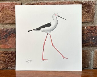 Black Winged Stilt - Original Drawing - 20cm x 20cm