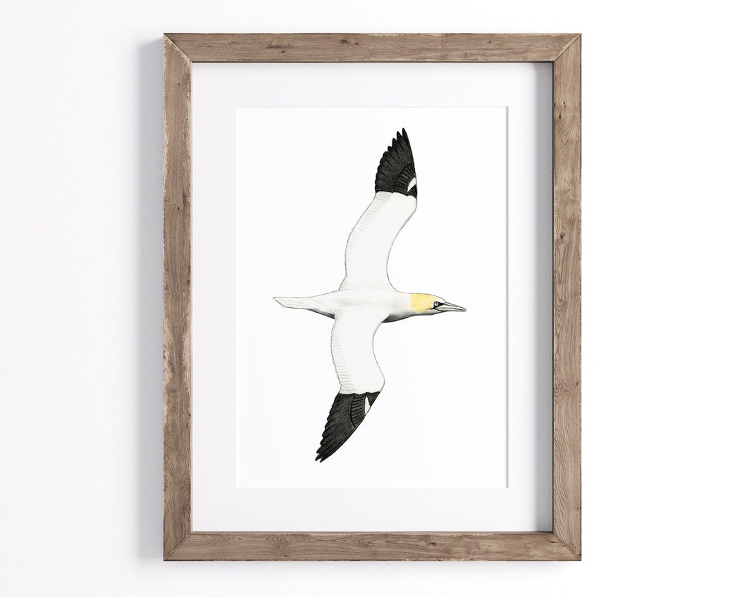 Gannet Print - Bird Print - Wildlife Art Print - UNFRAMED - Etsy
