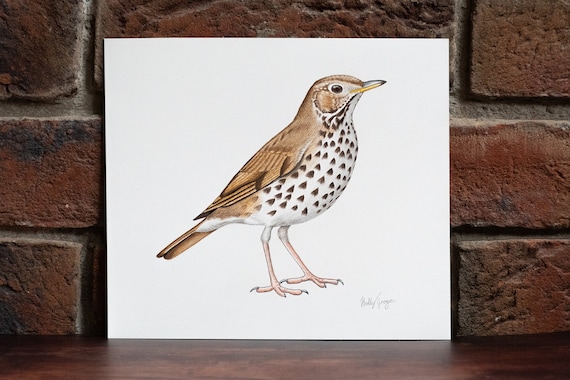 Song Thrush - Original Coloured Pencil Drawing - 8 X 7.5 Inches