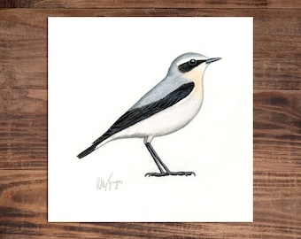 Northern Wheatear - Original Coloured Pencil Drawing - 7 x 7 inches