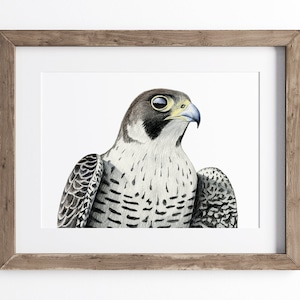 Peregrine Falcon Print - Bird of Prey Print - Wildlife Art Print - UNFRAMED