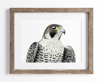 Peregrine Falcon Print - Bird of Prey Print - Wildlife Art Print - UNFRAMED