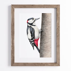 Buntspecht Druck - Vogel Druck - Wildtier Kunstdruck - UNGERAHMT