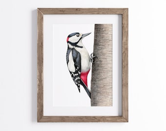 Great Spotted Woodpecker Print - Bird Print - Wildlife Art Print