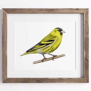 Zeisig Druck - Vogel Druck - Wildtier Kunstdruck - UNGERAHMT