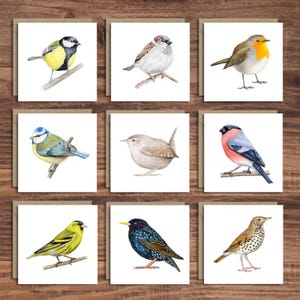 Peut inclure: Neuf cartes de vœux carrées avec des illustrations à l'aquarelle de différents oiseaux. Chaque oiseau est représenté perché sur une branche, avec un plumage détaillé aux couleurs vives comme le jaune, le bleu et le rouge. Les cartes ont un fond blanc avec un bord marron.