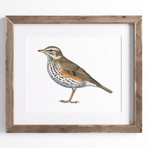 Redwing Print - Bird Print - Wildlife Art Print - UNFRAMED