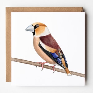 Carte Hawfinch - Carte de vœux d’oiseau