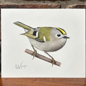Goldcrest - Dessin original - 15,5 x 12,5 cm