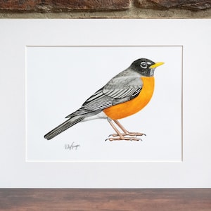 American Robin - Original Coloured Pencil Drawing