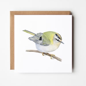 Tarjeta Firecrest, tarjeta de felicitación para pájaros, tarjeta de vida silvestre en blanco
