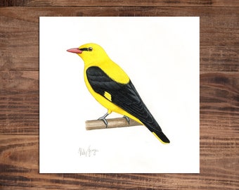 Oriole Dorado - Dibujo original a lápiz de colores - 8 x 8 pulgadas