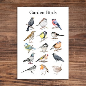 Impresión de aves de jardín - Afiche de especies de aves - Identificación de aves