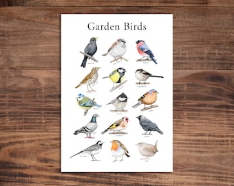 Garden Birds Print - Bird Species Poster - Bird Identification