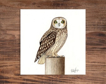 Short-Eared Owl - Original Coloured Pencil Drawing - 7 x 7 inches