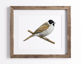 Reed Bunting Print - Bird Print - Wildlife Art Print