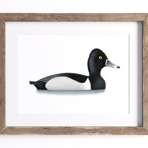 Ringel-Enten-Druck – Vogel-Druck – Wildtier-Kunstdruck – UNGERAHMT
