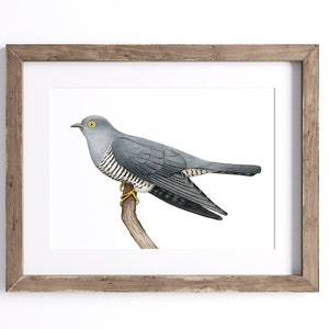 Cuckoo Print - Bird Print - Wildlife Art Print - UNFRAMED