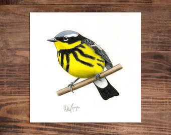 Magnolia Warbler - Original Coloured Pencil Drawing - 6 x 6 inches