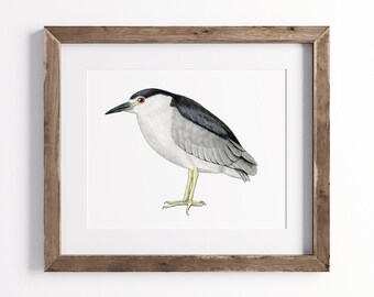 Black Crowned Night Heron Print - Bird Print - Wildlife Art Print