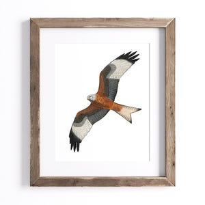 Red Kite - Bird Print - Wildlife Art Print - UNFRAMED