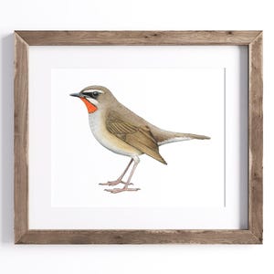 Könnte beinhalten: Ein gerahmter Druck mit einer detaillierten Illustration eines kleinen Vogels. Der Vogel hat braune und beige Federn, eine rote Kehle und einen weißen Augenring. Das Kunstwerk ist vor einem weißen Hintergrund in einem rustikalen Holzrahmen gerahmt.