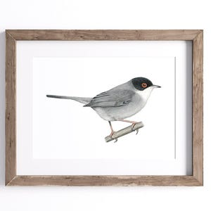 May include: A framed print showing a detailed illustration of a small bird perched on a branch. The bird has grey and white feathers, a black head, and a brown eye. The artwork is set against a white background and framed in a natural wood frame.