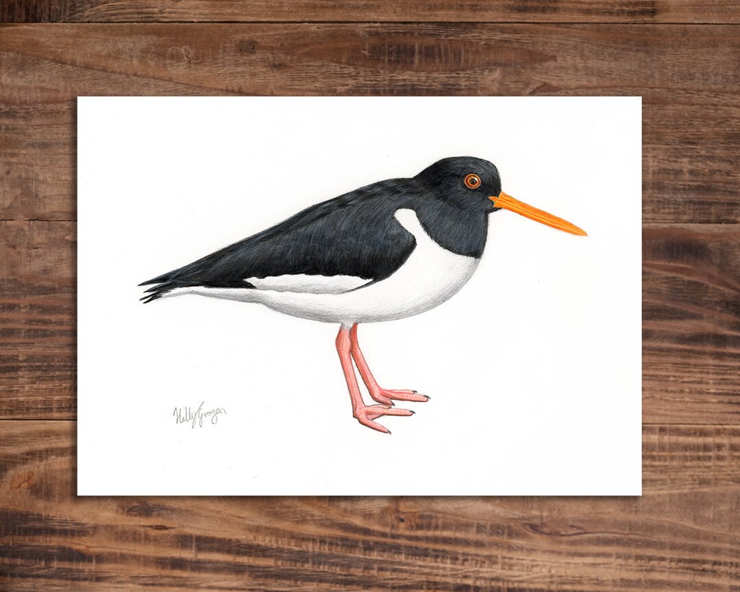 Oystercatcher Original Drawing A5 Etsy