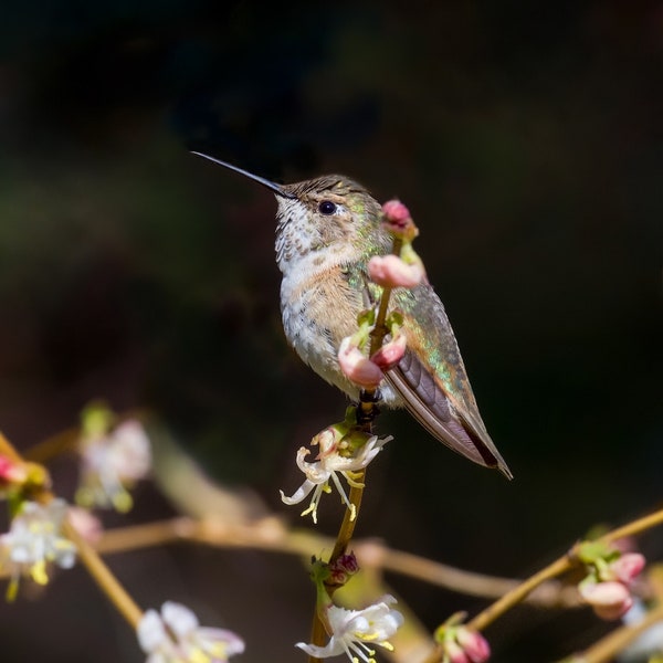 Rufous Hummingbird Photograph - Hummingbird - Bird Photos - Bird Prints - Wall Art - Gifts for Bird Lovers - Nature Photography