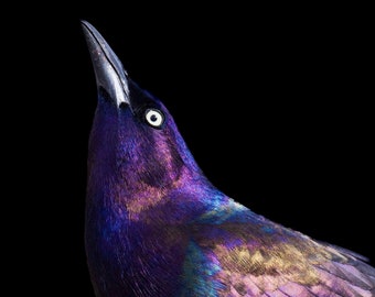 Grackle Photograph - Bird Photos - Bird Prints - Wall Art - Gifts for Bird Lovers - Nature Photography