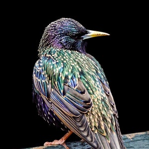 Starling Photograph - Starling - Bird Photography - Bird Art - Gifts for Bird Lovers - Wildlife Photography
