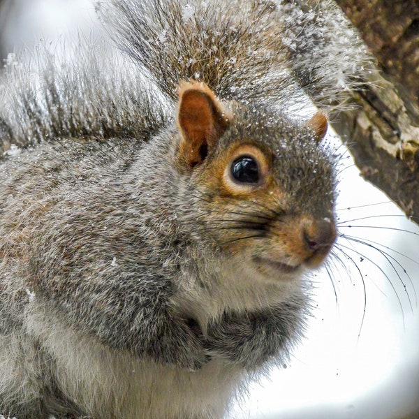 Gray Squirrel Photograph - Squirrel - Squirrel Photos - Wildlife Photography - Wall Art - Gifts for Nature Lovers - Nature Photography