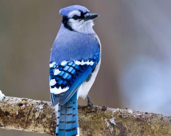 JAYWALK JAY-BIRDS PRIVATE VIEWS 15枚セットレア Blue Jay Photograph - Blue Jay - Bird Print - Bird