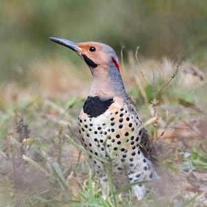 Northern Flicker Photograph - Woodpecker Photograph - Flicker - GIfts for Bird Lovers - Bird Gifts - Bird Photography